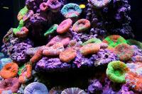 In2Deep Corals image 4